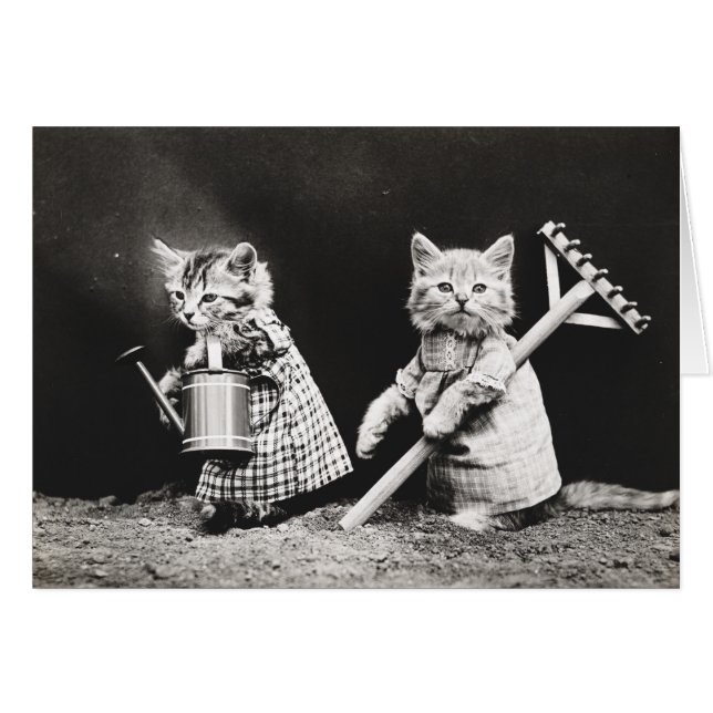 Papas antiguas y tarjetas de notas para gatitos (Anverso (Horizontal))