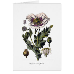 Papaver - somniferum
