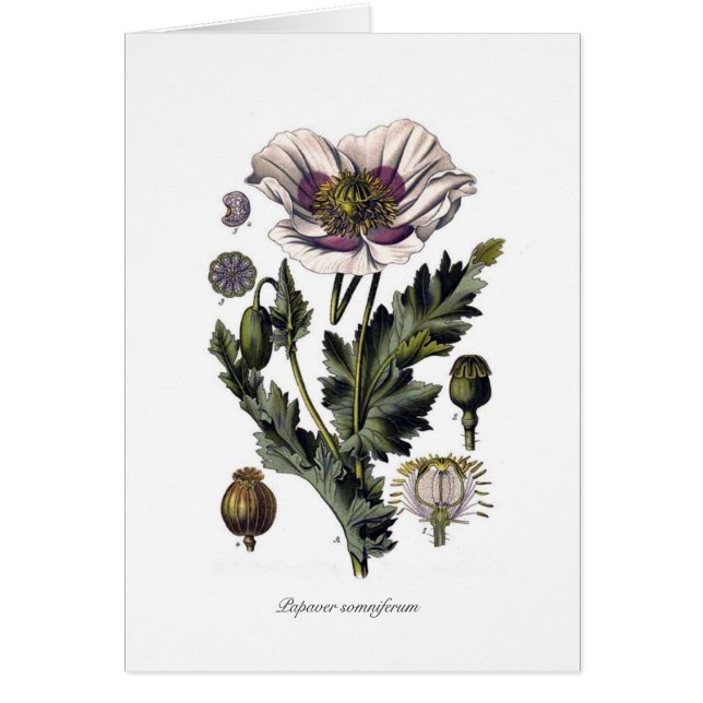 Papaver - somniferum (Frente)