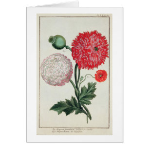 Papaver - somniferum y rheas del Papaver grabados