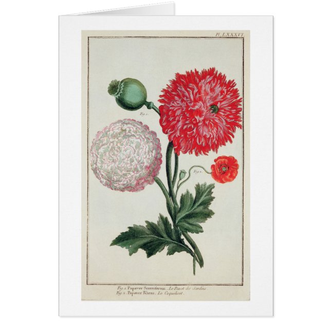 Papaver - somniferum y rheas del Papaver grabados (Frente)