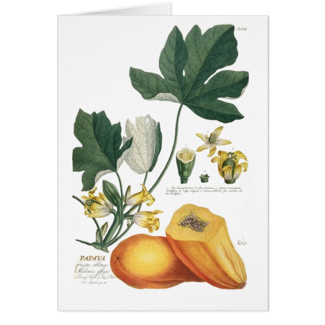 Papaya (Frente)