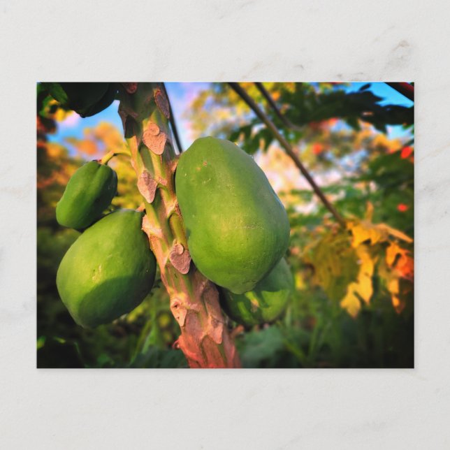Papaya de la Granja Postal (Anverso)
