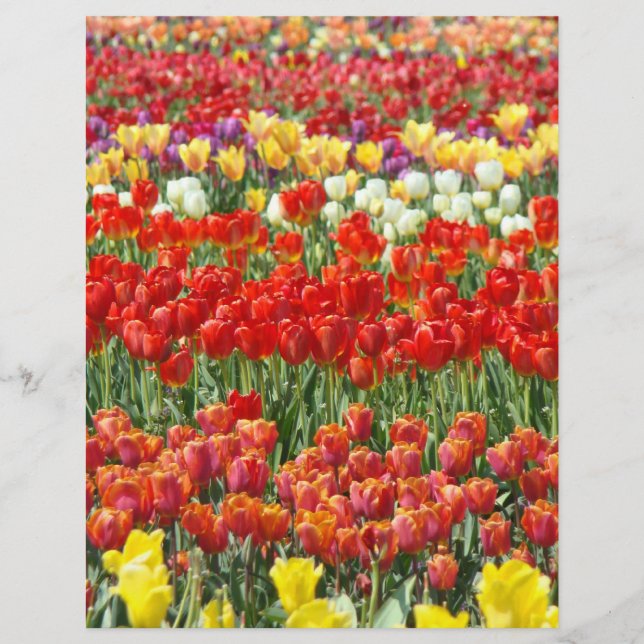 Papel con membrete de Scrapbooking Flor de Tulipán (Anverso)