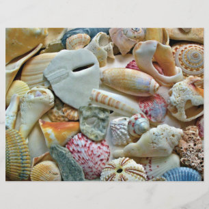Papel Craft Páginas de Album de Conchas Marinas Co
