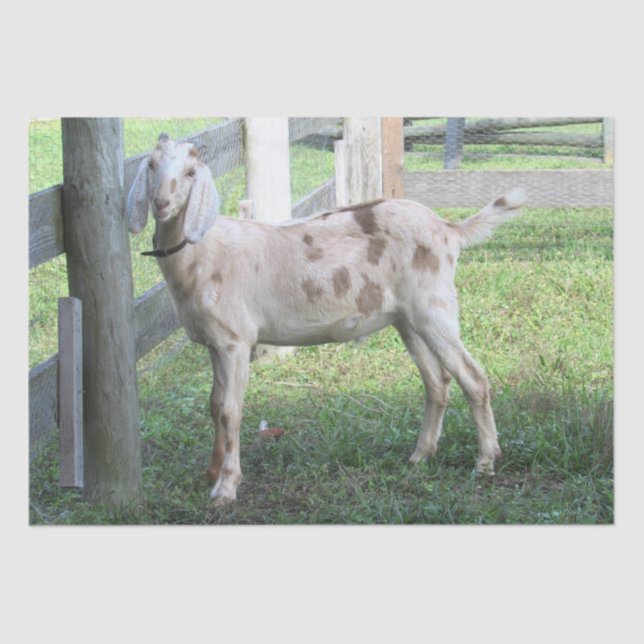 Papel Cute Spots Floppy Earat Tejido (Anverso)