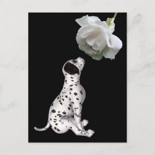Papel dálmata y postal rosa blanco