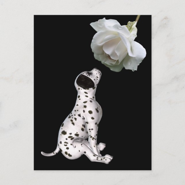 Papel dálmata y postal rosa blanco (Anverso)