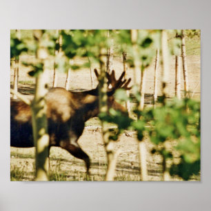 Papel de 8 x 10 Posters (mate) de alce