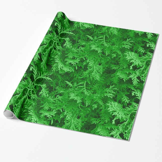 Papel de ajuste de cedro verde (Desenrollado)