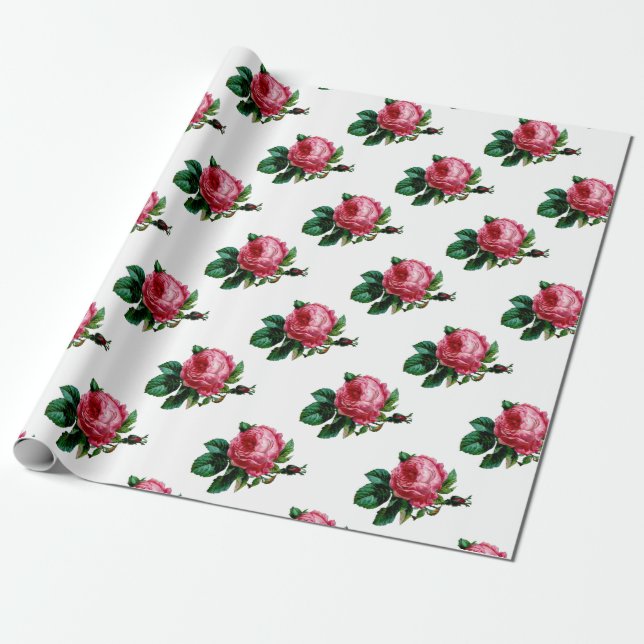 Papel de ajuste de Rosa de col (Desenrollado)