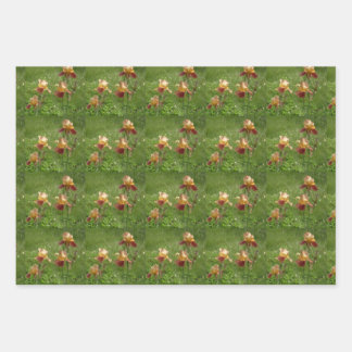 Papel de ajuste Iris