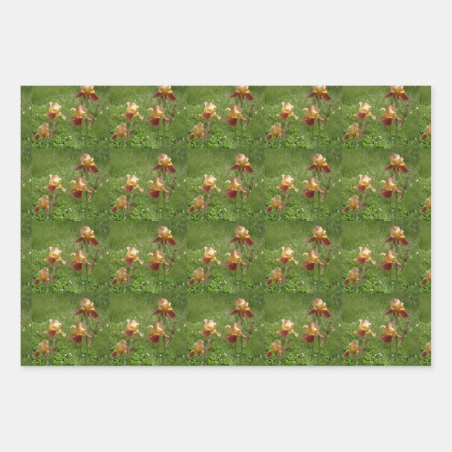 Papel de ajuste Iris (Anverso)