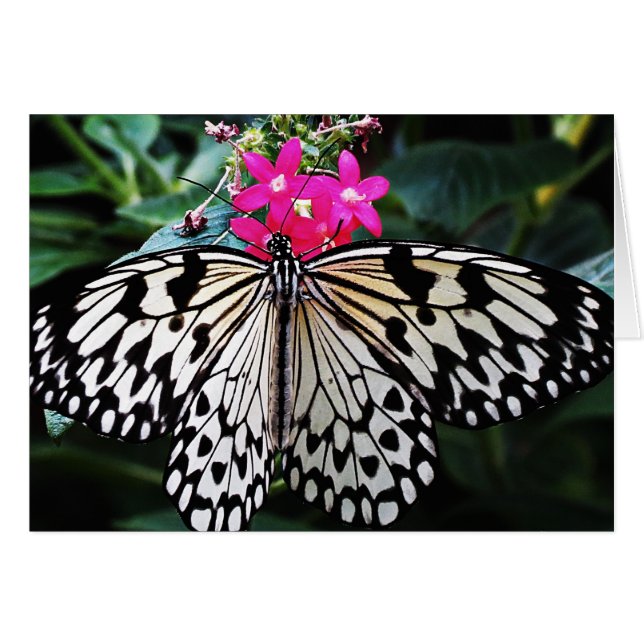 Papel de arroz rosado (Anverso (Horizontal))