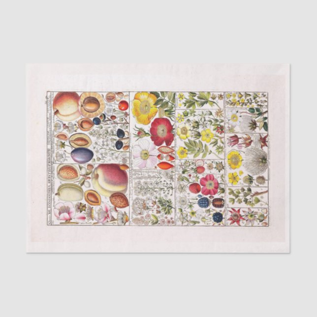 Papel de descomposición 10"x15" - Arte botánico 20 (Anverso)