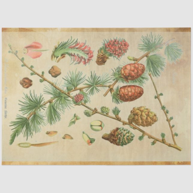 Papel de descomposición de la columna de Navidades (Anverso)