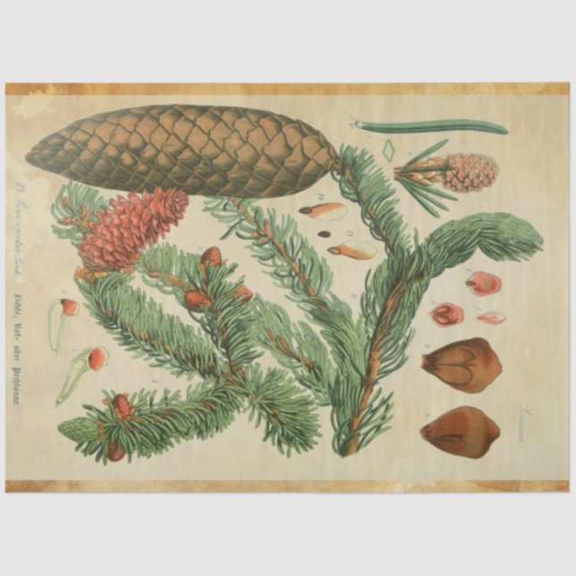 Papel de descomposición de la columna de Navidades (Anverso)