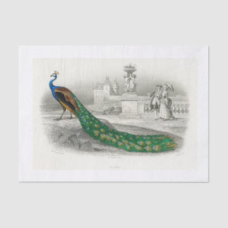 Papel de descomposición de pavo real