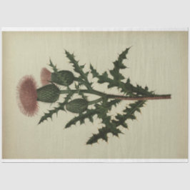 Papel de descomposición del silbido