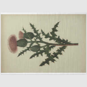 Papel de descomposición del silbido