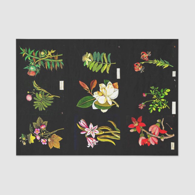 Papel de desconexión 10"x15" - Mary Delany 14 (Anverso)