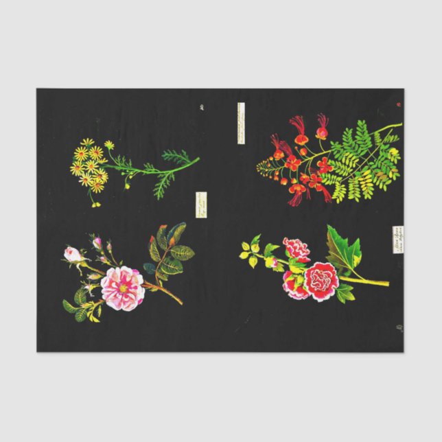 Papel de desconexión 10"x15" - Mary Delany 16 (Anverso)