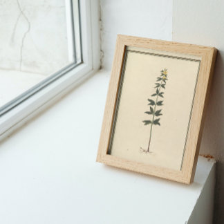 Papel de desconexión del estudio botánico