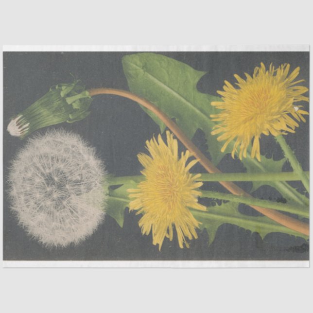 Papel de deshielo del mobiliario de Dandilion (Anverso)