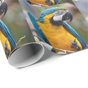 Papel de embalaje azul y amarillo del Macaw