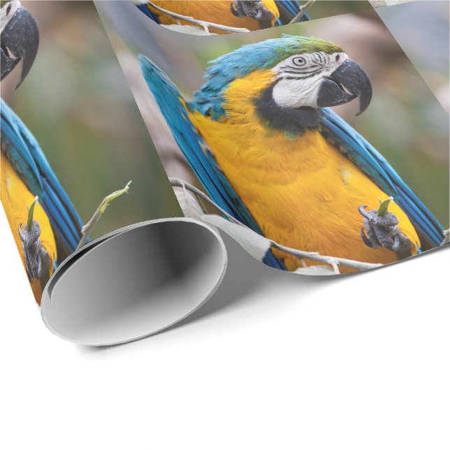 Papel de embalaje azul y amarillo del Macaw (Esquina del rollo)