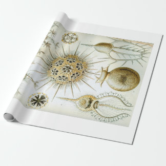 Papel de embalaje de Ernst Haeckel Phaeodaria