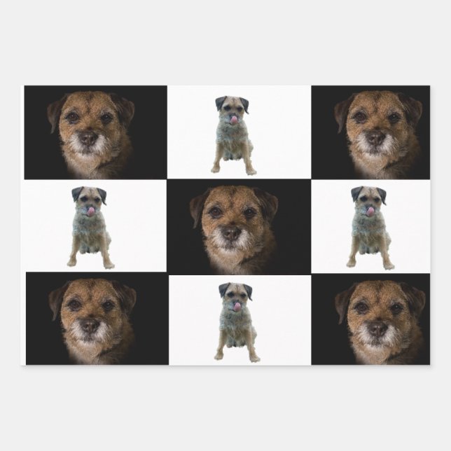Papel de envoltura de Border Terrier (Anverso 2)