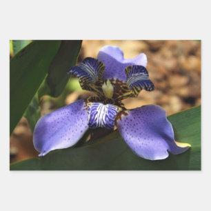 Papel de envoltura de iris a pie