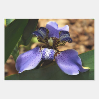 Papel de envoltura de iris a pie