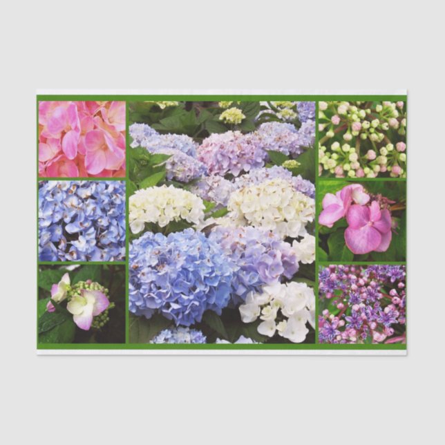 PAPEL DE ENVOLTURA DE TISOS DE Collage-Hydrangea F (Anverso)