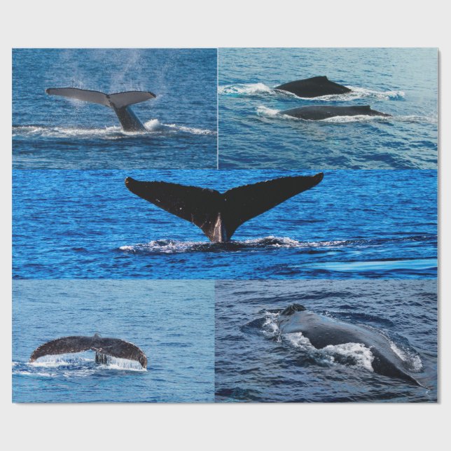 Papel de envolver de regalo de ballena jorobada (Superficie plana)