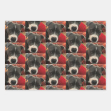Papel de envolver Staffordshire Bull Terrier
