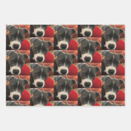 Papel de envolver Staffordshire Bull Terrier