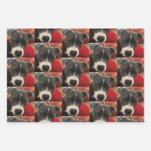 Papel de envolver Staffordshire Bull Terrier