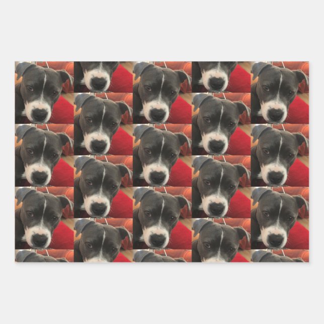 Papel de envolver Staffordshire Bull Terrier (Anverso)