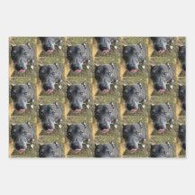 Papel de envolver Staffordshire Bull Terrier