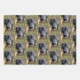 Papel de envolver Staffordshire Bull Terrier