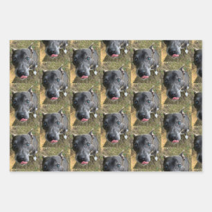 Papel de envolver Staffordshire Bull Terrier
