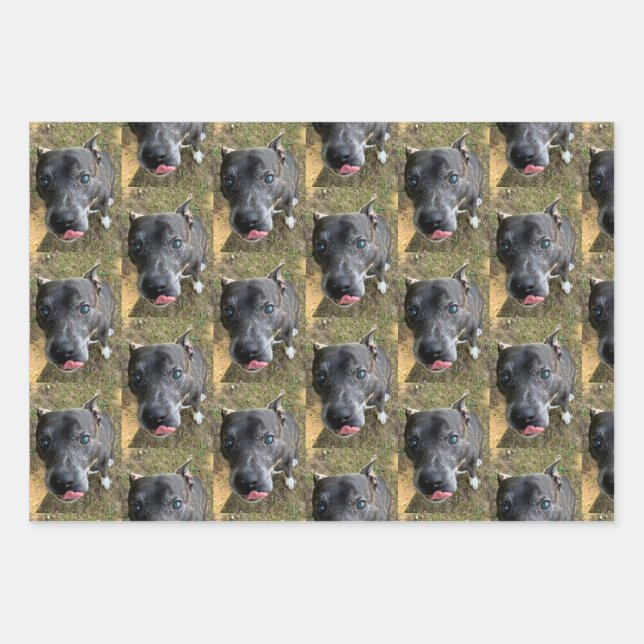 Papel de envolver Staffordshire Bull Terrier (Anverso)
