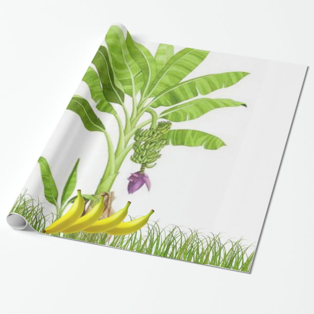Papel de envolvimiento de árboles plátanos (Desenrollado)