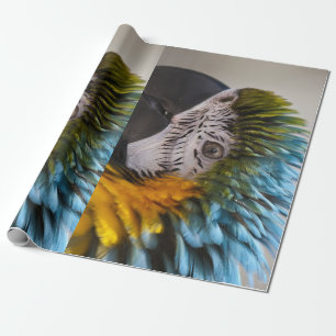 Papel de envolvimiento de loro de Macaw