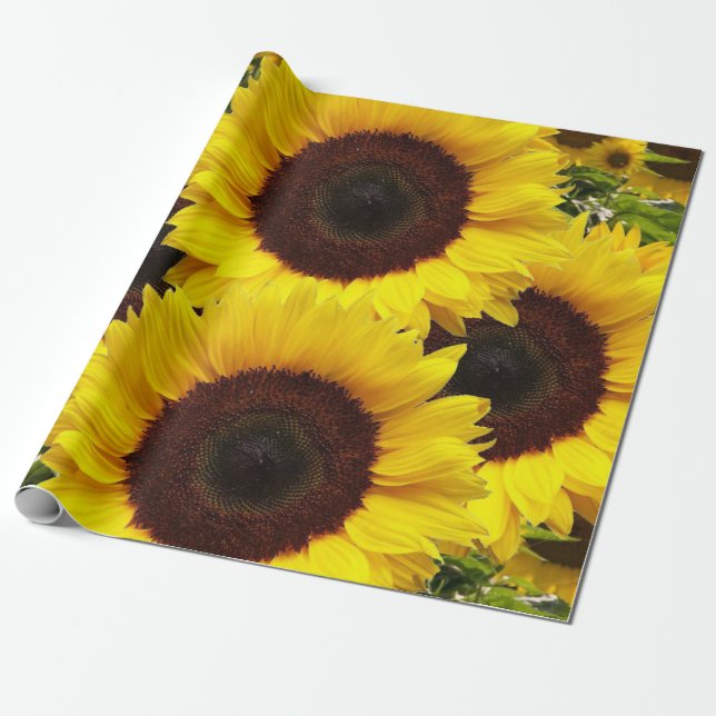 Papel de envolvimiento de mate de girasol (Desenrollado)