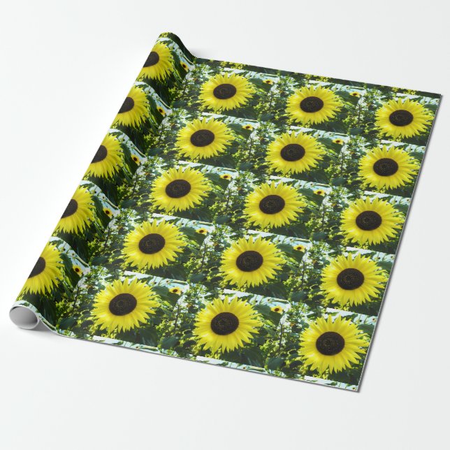 Papel de envolvimiento del jardín de girasoles (Desenrollado)