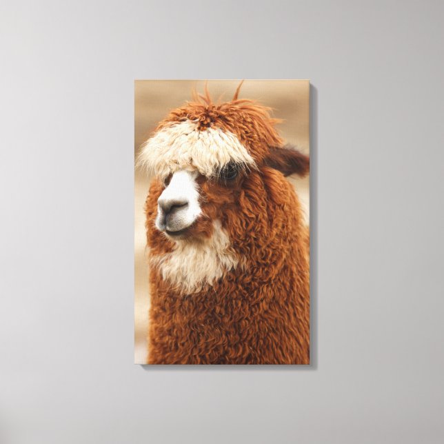 Papel de lienzo de Alpaca (Anverso)