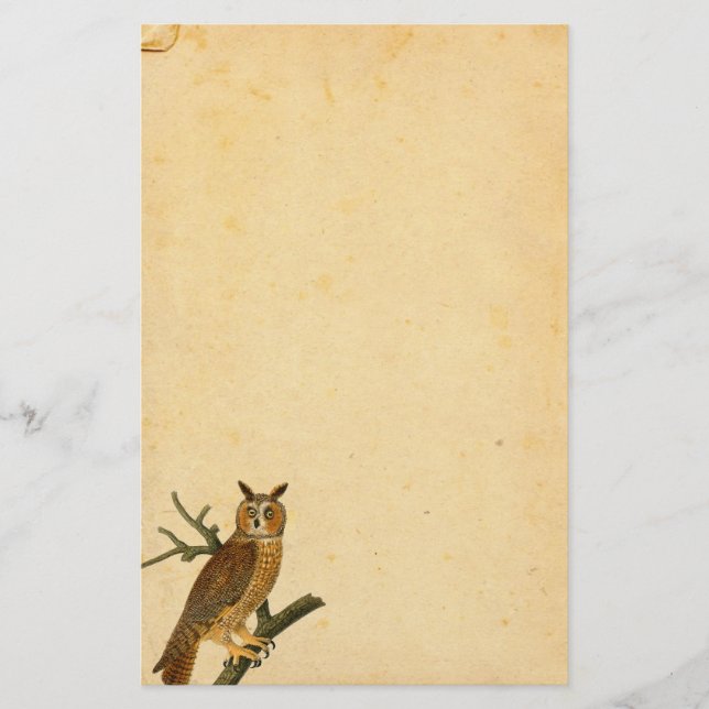 Papel de pergamino de lechuza divertida (Anverso)
